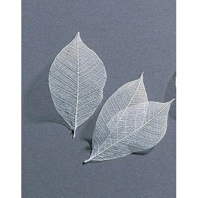 楽天市場 大地農園 大地農園 ミニスケルトンリーフ 大 白 011 プリザーブドフラワー 花材 リーフ 大地農園 リーフ 価格比較 商品価格ナビ 楽天市場 大地農園 大地農園 ミニスケルトンリーフ 大 白 011 プリザーブドフラワー 花材 リーフ 大地農園 リーフ 価格比較 商品価格ナビ